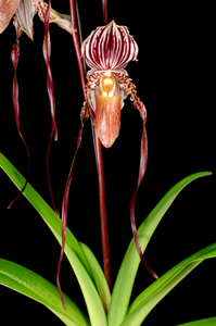 Paphiopedilum Kemp Tower Cadenza AM 81